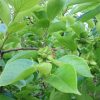 母の庭の樹木にも青実が実る季節到来。たとえば、柿の青実。今年も柿は豊作の予感です。／旧暦5/14・丙申