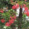 初夏に白い花咲かせてた珊瑚樹の木。真夏の日差しの中で、赤い実りとなっていました。…ってか、ちょっと実りすぎでない？／旧暦7/4・丙戌