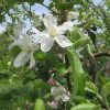 帰省ラッシュを避けて福島帰省。今頃なら、 林檎の白花が迎えてくれるはずと期待するも…。咲いているのは超希少でこれだけでした😢。／旧暦3/9・丙辰・上弦