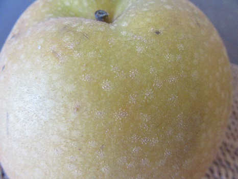梨の表面