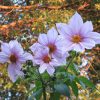 佇まいは真夏の花。しかし、この皇帝ダリアは、晩秋から初冬に開花する。木々の色づきとピンクの大輪の対比が素敵っ(*’▽’)／旧暦11/3・癸未