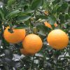七十二候は「橘始黄」に。古い暦の言う通り、街暮らしでも、ちょっとのご近所散策で、柑橘の木に遭遇っ！これは夏みかんかな？／旧暦11/12・壬辰