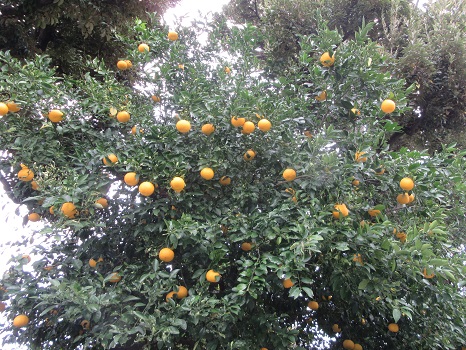 柑橘の木