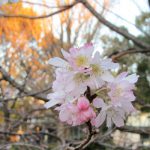 上野の「冬桜」。銀杏の黄葉背景に眺めて黄色＆ピンクの対比を愉しむはずが、ああ、今年は間に合わずっ！でも可愛いっ！／12/15=旧暦11/22・壬寅