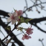 上野恩賜公園では「寒桜」咲き、桜リレーが始まっています。少し遅れて咲きだす 「河津桜」は…まだか？ああっ、やっと一か所発見！／旧暦1/7・丙戌