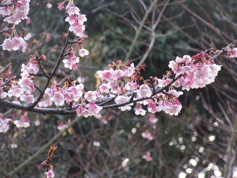 桜並木の寒桜