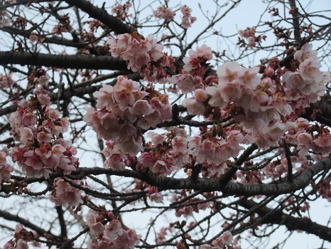 寒桜