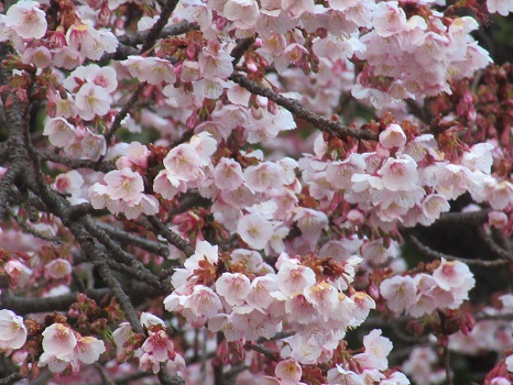 寒桜 八分咲き