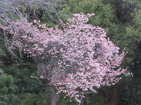 スタバ横の寒桜