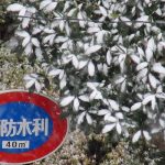 ずーっと極寒だった東京も雪降るのはずいぶん遅く、今年は、2月に入ってからの積雪。今頃に降る雪は、お釈迦様の逝った「涅槃会」に併せ「涅槃雪」といいます。／旧暦1/20・己亥