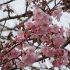 七十二候は「魚上氷」。暦がこう言いだす頃に、上野の桜リレーは、「河津桜」にバトンが渡ったみたいです🌸／旧暦1/24・癸卯