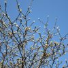 久しぶりの暖かい休日。澄んだ青空見上げて、視界に入った白木蓮のつぼみ。今年は、花咲くのが早そうですが…どうか？／旧暦1/22・辛丑
