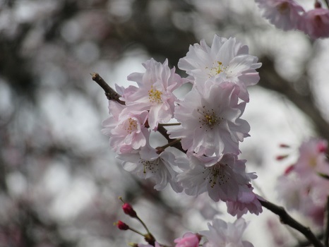 舞姫桜