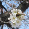 七十二候「櫻始開」最終日の今日。東京で「染井吉野」開花スタート🌸。ゆっくり咲いて、長く咲き続けてほしいなぁ～と思いつつ、早すぎた昨年の染井吉野を思ったり。／3/29=旧暦2/20・壬辰