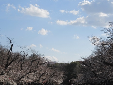 上野の桜並木