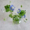春の大地を彩る青い花。少しいただき、小さな瓶で部屋に飾る。ああ、この花って一日花なんだなぁ～と知る。／旧・閏2/7・乙酉