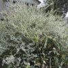 福島の母の春の庭。水仙が満開。そして、これはこれはっ！大きく育った雪柳よっ！みごとですっ！すごいですっ！！／旧・閏2/4・壬午