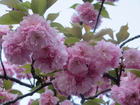 八重桜 関山