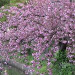 今日は、「春土用入」。そろそろ初夏近しで、春じゅうバトンが渡り続けた桜リレーは、八重桜でゴールかな🌸。／旧・閏2/27・乙巳