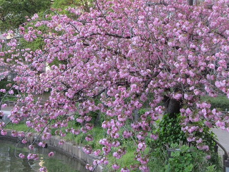 八重桜関山