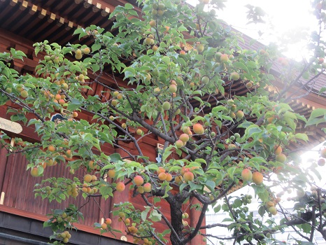 拝殿裏の梅の木