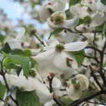 街路樹は、「躑躅」から「花水木」へと。花水木の白花があちらこちらに咲いて、街は一気に初夏の爽やかさを演出す(*’▽’)／旧暦3/3・庚戌