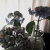 福島から持ち帰った花土産・紫陽花。ずいぶん長く愉しんでる気がして数えてみれば、半月も元気だったみたいです。すごっ！／旧暦5/28・甲戌