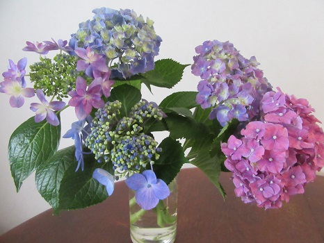 紫陽花の花土産