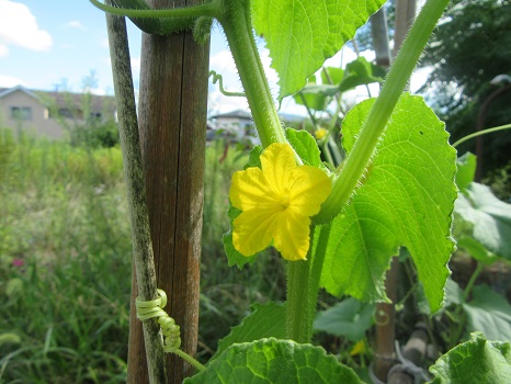 胡瓜の花