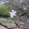上野公園の「十月桜」は、いつもどおりにちゃんと咲いた🌸。実は、上野公園の桜リレーはこうして密かに始まってます😊／旧暦9/8・癸丑・上弦