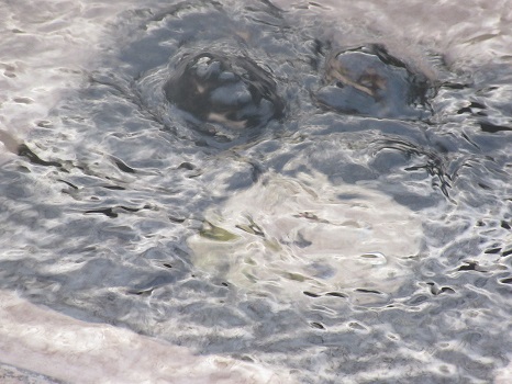 上野公園の湧き水