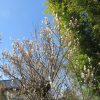 明後日に彼岸明けですが、やーっと、お彼岸帰省！福島の母の庭では、まだ梅の花が大きな存在感にて迎えてくれて、ややびっくり！／3/21=旧暦2/12・甲申