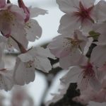 ほぼ月に一度の鎌倉詣。まずは八幡様にご挨拶…と、いきなり早咲きの桜に遭遇。段葛の染井吉野はまだですが、境内には寒桜もっ！🌸／3/6=旧暦1/26・己巳