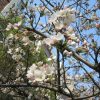 東京の染井吉野開花は、3月29日。その翌日眺めた勝手標本木の花はどう？こんなです(*’▽’)🌸／3/31=旧暦2/22・甲午