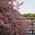 七十二候は「櫻始開」に。暦は「桜の咲き始め」と言い出してますが、今年、染井吉野の開花はゆっくり。大寒桜までは、順調に咲き切ったのにねぇ～🌸／3/25=旧暦2/16・戊子・満月