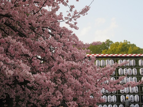 七十二候は「櫻始開」に。暦は「桜の咲き始め」と言い出してますが、今年、染井吉野の開花はゆっくり。大寒桜までは、順調に咲き切ったのにねぇ～🌸／3/25=旧暦2/16・戊子・満月