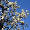 ご近所の白木蓮の並木が、満開っ！いやはや、今年は早すぎない？白木蓮が咲いて散ると、染井吉野の開花なんですけど、桜開花も早いのかしら？／3/13=旧暦2/4・丙子