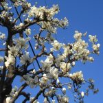 ご近所の白木蓮の並木が、満開っ！いやはや、今年は早すぎない？白木蓮が咲いて散ると、染井吉野の開花なんですけど、桜開花も早いのかしら？／3/13=旧暦2/4・丙子