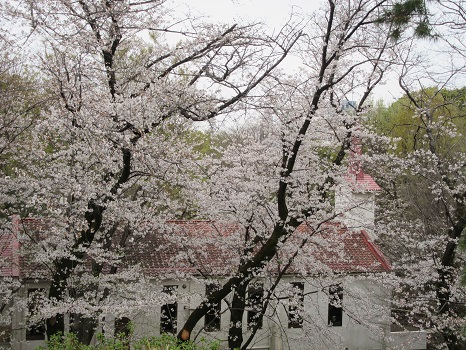 箱根山からの桜