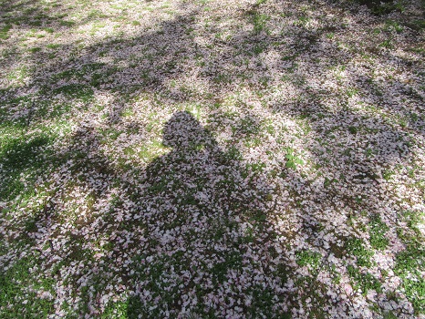 散り桜と影