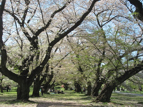 小石川植物園の桜並木