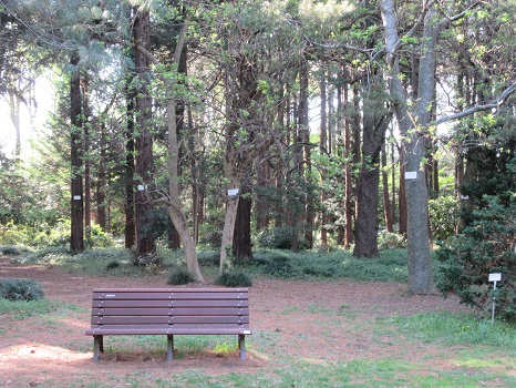 小石川植物園のベンチ