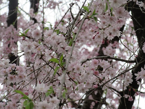 秋色桜（しゅうしきざくら）