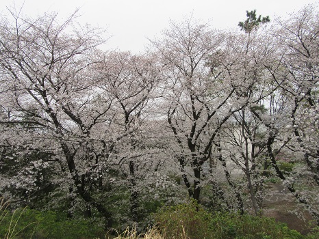 箱根山の桜