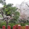 今日は灌仏会です。お釈迦様をお参りに上野恩賜公園へ…と、あれっ？いらっしゃらない(-_-;)。まだ一般公開はないのかな？桜を愛でて残念な気持ちを治めて帰る。／4/8=旧暦2/30・壬寅