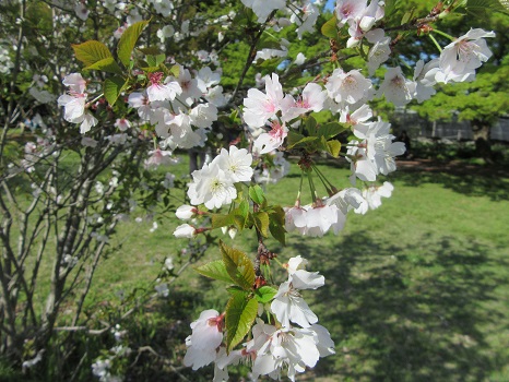 水玉桜