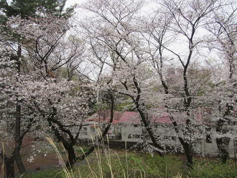 箱根山からの桜