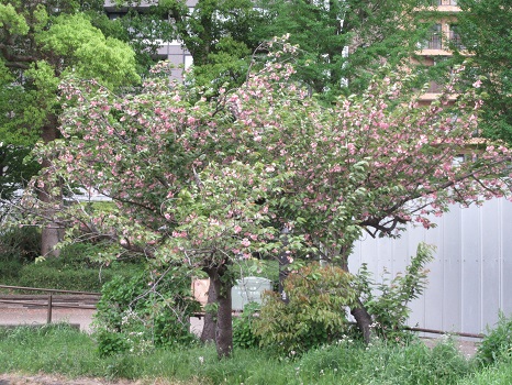 鬱金桜