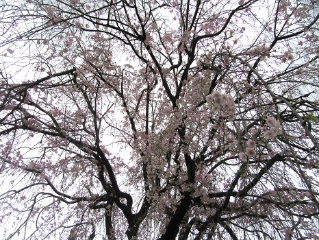 秋色桜（しゅうしきざくら）