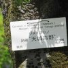 しつこく小石川植物園の桜の話。桜木の名札をいちいち眺め、その美しい名前にうっとり。やがて染井吉野、里桜、山桜の分類に好奇心を刺激される。／4/13=旧暦3/5・丁未